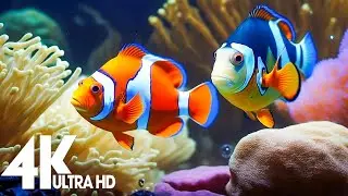 Amazing 4K Ocean Adventure 🐳 Dive Deep and Marvel at Sea Animal in The Best 4K ULTRA HD Aquarium