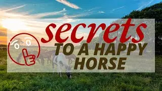 Keys to Happy Horses and Healthy Partnerships