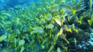 Omadhoo, Maldives, House Reef 25 Jan 19