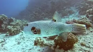 Arothron stellatus, čtverzubec hvězdnat&yacute;,