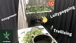 LOLLY POPPING AND LOWERING IN TRELLIS | OCTOGROWER