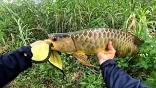 Epic Golden Arowana Fish Catching on Hook | Wild Fly Fishing Adventure! - Ep #30