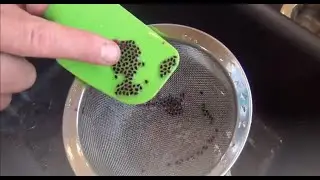 How to separate Dragon Fruit seeds