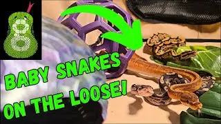 Shed Test Results For Awesome New Ball Pythons