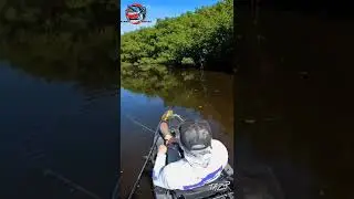 Mancing Casting Ikan Barramundi #shorts #fyp
