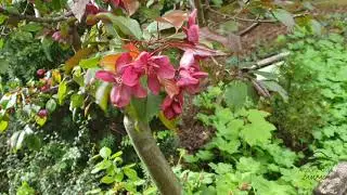 Malus &times; robusta 'Maulty' jabloň statn&aacute;