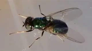 Microchrysa polita