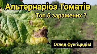 Alternaria blight of tomatoes. Overview of fungicides.