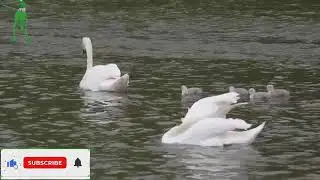 Greylag Goose Birds ||Swimming in the River||