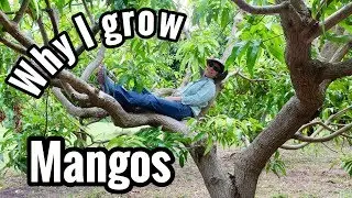 Why I Grow Mangos
