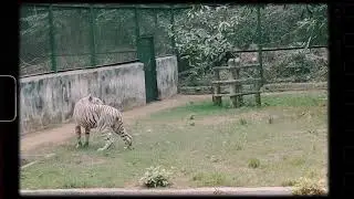 WATCH THE WHITE TIGER (PATNA ZOO)