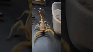 Новый террариум для моего Скорпиона!