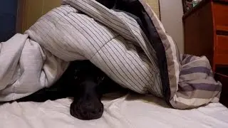 How a Great Dane goes to sleep