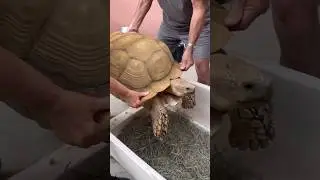 How we transport Mr. T 💕🐢 he has places to go, people to see