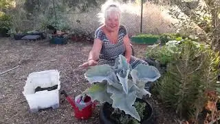 🌿🍀Segredo bem guardado, como de uma sò folha fazer varias plantas 