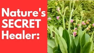 Health Benefits of Waterleaf | The Superfood Hiding in Your Backyard