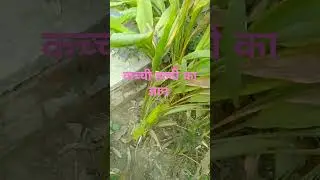 Importance of turmeric #agriculture #farming #tips #viralshorts #####