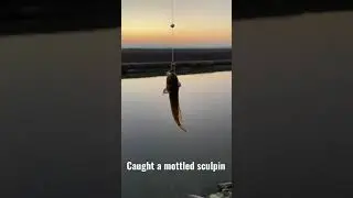 I caught a mottled sculpin