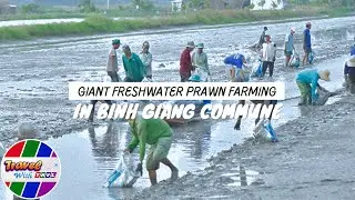 GIANT FRESHWATER PRAWN FARMING IN BINH GIANG COMMUNE | Travel With THVL