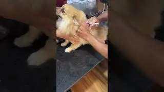 Rabies vaccine injection #dog