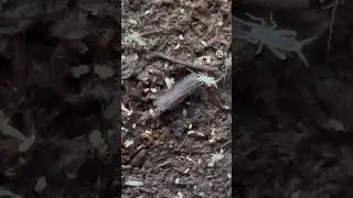 Watch a baby cricket hatch out of its egg #cricketfarm