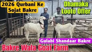 2026 Qurbani Ke Sojat Bakre At BAKRE WALA GOAT FARM | Dhamaka Offer Goat Farm In Padgha 