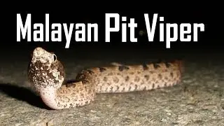 Malayan Pit Viper - Deadly Malayan Pit Viper On The Road!
