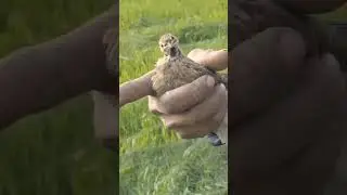 hunting Quail with German pointer & batair Ka Shikar neating Quail #shorts