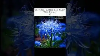 Only Real Anime Fans Know This Flower 🌸✨&rdquo; #animeflowers #animescenes #animeclips #animememes