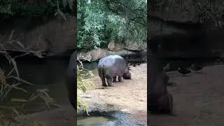 Funny hippo farts 🦛💨 lustiges Nilpferd furzt #funny #animals #hippo #animalshorts #funnymoments