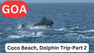HUGE DOLPHIN diving, in GOA at Coco Beach 🏖
