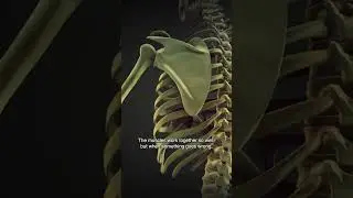 Can Massage Therapy Help Treat Winged Scapula?