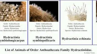 List of Animals of Order Anthoathecata Family Hydractiniidae. hydractinia featuring dens echinata