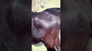 ২ লক্ষ ২০ হাজার #buffalo #cow #animals #villagemarket