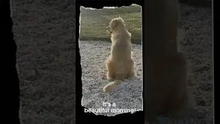 Ariel the Golden Retriever: Inspiring the Soul