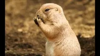 there is life song from bambi 2