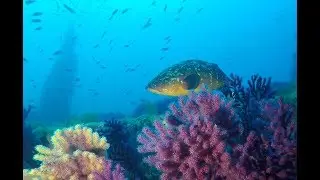 The Donator shipwreck - the most efficient artificial reefs of the Mediterranean Sea?