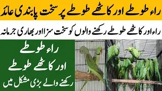 Raw toty or kathy toty per sakht pabandi | Bolnay waly toty per pabandi