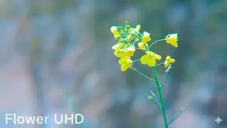 The Most Beautiful Flowers Collection 8K ULTRA HD || 8K 