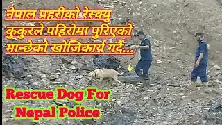 Nepal Police Rescue Dog is searching for the missing person in the landslide.