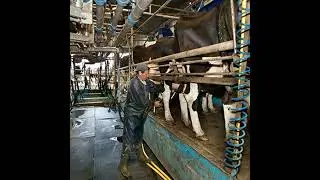 Tactical use of once-a-day milking to reduce daily workload in early lactation