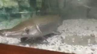 একুয়ারিয়াম