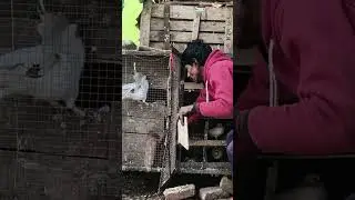 #dancehall #dancehallmusic #music #pigeon #kabootarloft05 #bird #kabutar #kabootarba #birdspecies 🕊️