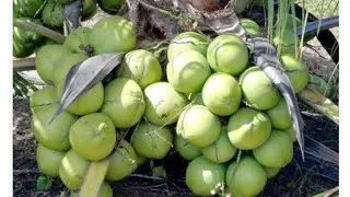 SEU coqueiro  anão SEMPRE  CARREGADO DE FRUTOS, (VEJA ESTE VIDEO)