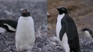 Antarctic warming speeds up penguin breeding, study finds | REUTERS