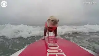 Dogs catch waves in California surf competition