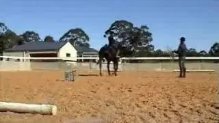 First Trot on Lunge for 