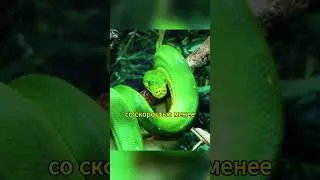 Питоны Крупным Планом: Удивительные Факты #животные #animals #facts #интересныефакты