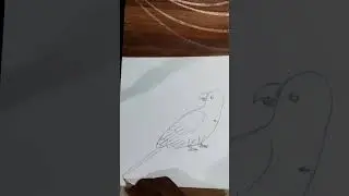 🔥 Easy #reels #reelsinstagram #short #shorts #viral #trending #birds #bird #drawing #skeching #art