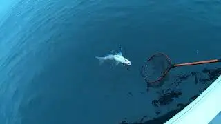 2022.4.24.丹後中浜沖･珀宝丸タイラバ･マダイ72cm